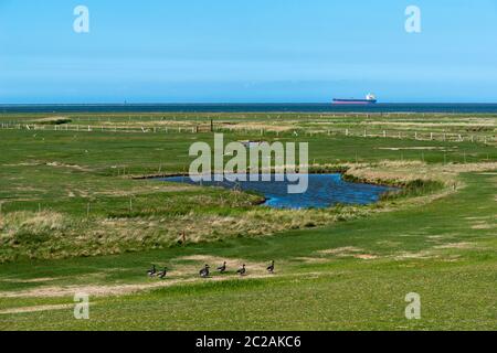 Isola del Mare del Nord di Neuwerk nel Mare di Wadden, Stato federale di Amburgo, Patrimonio dell'Umanità dell'UNESCO, Parco Nazionale zona II, Germania del Nord, Europa Foto Stock