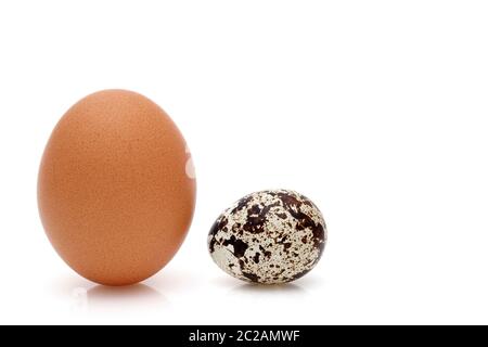 Brown uovo di pollo e piccolo uovo di quaglia su sfondo bianco Foto Stock