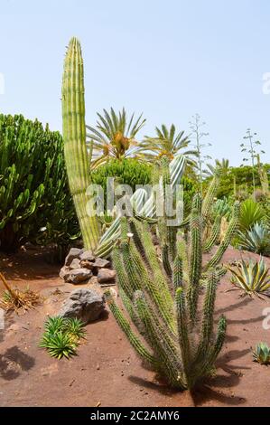 Dentifricio cactus nome latino Stetsonia coryne Foto Stock