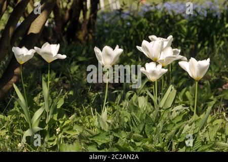 Tulipani nel giardino della città Foto Stock