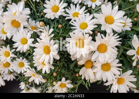 Un Marguerite fiori in primavera Foto Stock