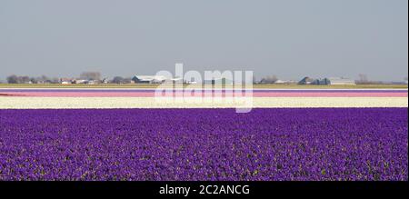 Giacimento di giacinto nel mese di aprile, vicino a Julianadorp, Distretto Den Helder, Provincia Nord Olanda, Paesi Bassi, Europa occidentale Foto Stock