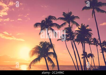 Tramonto tropicale con palme Foto Stock