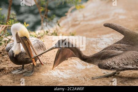 Pellicani che giocano Foto Stock