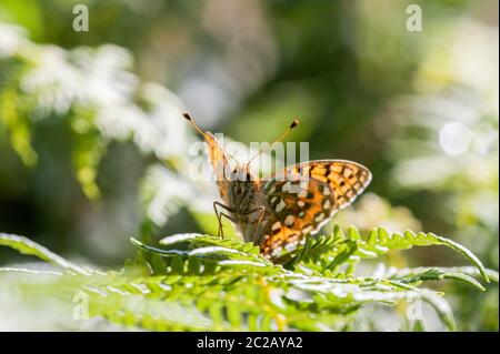 Farfalla di Fritillary verde scuro riposante sul fronte bracken Foto Stock