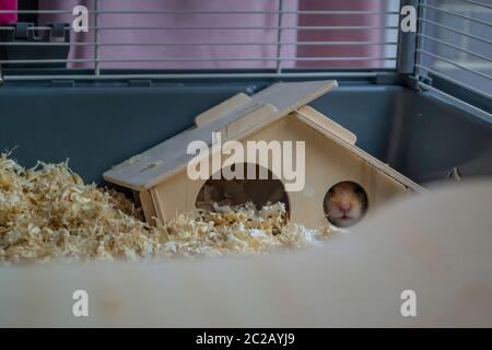 Sonnolento criceto siriano che pica naso attraverso la finestra della casa di legno loro gabbia Foto Stock