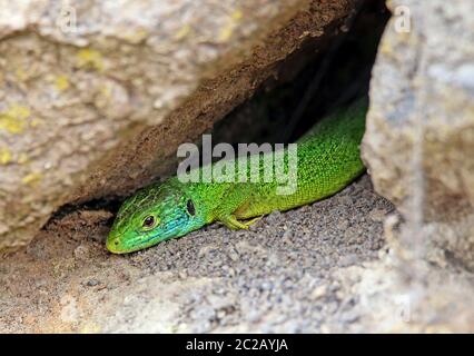 Lizard smeraldo Lacerta bilineata o Lacerta viridis dalla sedia imperiale Foto Stock