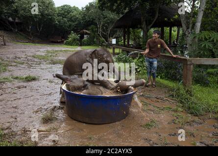 Il bagno degli elefanti del bambino alla fattoria degli elefanti di Patara, nella foresta della giungla di Chang mai. Foto Stock