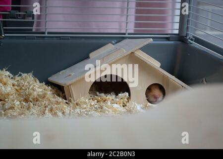 Sonnolento criceto siriano che pica naso attraverso la finestra della casa di legno loro gabbia Foto Stock