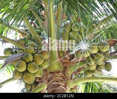 Palma da cocco. Foto Stock