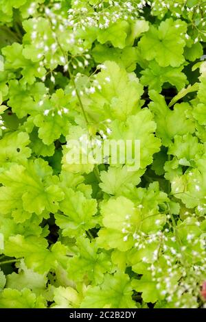 Foglie di Heuchera Foliage verde lime brillante foglie di giardino Heucheras Fiore bianco Heuchera 'marmellata di lime' Campane di corallo Hardy campane di corallo alumroot Foto Stock