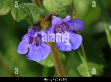 Edera macinato, Glechoma hederacea, due fiori blu Foto Stock