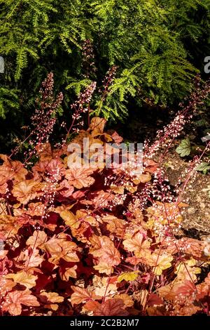 Garden Heuchera 'Fire Alarm' Apricot Color Border Foliage Plant Heucheras June Bed Heuchera Garden Leaves Heuchera Foto Stock