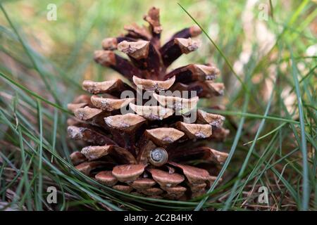 Cono di pino con un piccolo guscio di lumaca Foto Stock