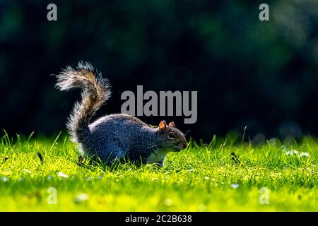 Scoiattolo grigio orientale (Sciurus carolinensis) nel parco britannico Foto Stock