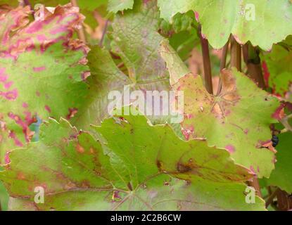 Appassimento delle foglie d'uva in tenui colori autunnali Foto Stock