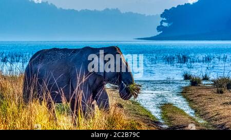 Elefante indiano (Elephas maximus indicus) con serbatoio Ranganga in background - Jim Corbett National Park, India Foto Stock