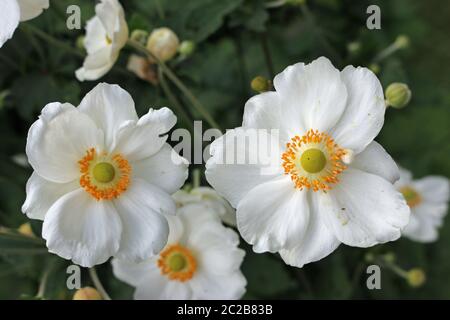 Due bianco Anemone giapponese, Anemone tomentosa, fiori con altri sfocati in background con boccioli e foglie. Foto Stock