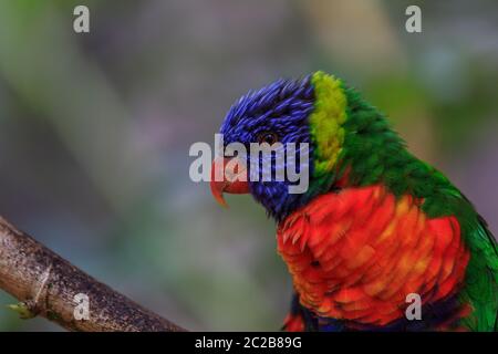 Pappagallo colorato nella Loro Parque a Tenerife Isole Canarie. Spagna Foto Stock