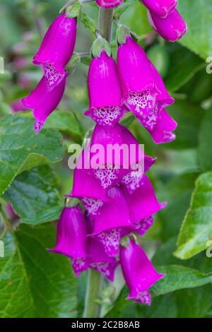 Dettaglio della comune foxglove, Digitalis purpurea. Foto Stock