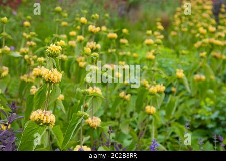 Salvia di Gerusalemme, Phlomis frutticosa in fiore nel mese di giugno, scozia Foto Stock