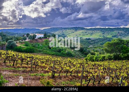 Vigneti nel Parco Naturale Arrabida. Palmela. Portogallo Foto Stock