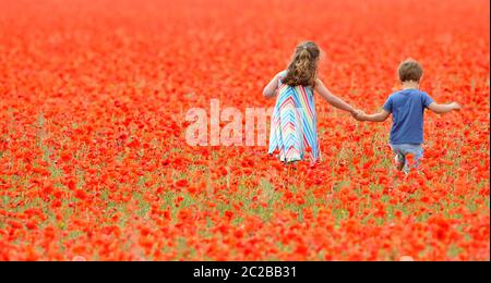 Un campo incredibile di papaveri nei Cotswolds a Condicote vicino a Stow-on-the-Wold. Il mare di rosso ha attratto le famiglie a venire a scattare foto Foto Stock