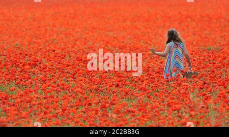 Un campo incredibile di papaveri nei Cotswolds a Condicote vicino a Stow-on-the-Wold. Il mare di rosso ha attratto le famiglie a venire a scattare foto Foto Stock