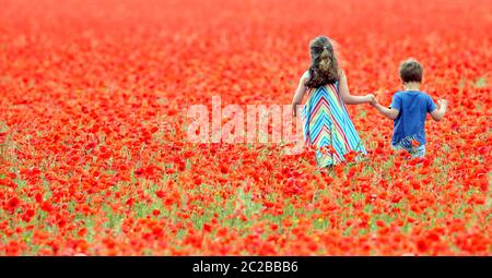 Un campo incredibile di papaveri nei Cotswolds a Condicote vicino a Stow-on-the-Wold. Il mare di rosso ha attratto le famiglie a venire a scattare foto Foto Stock