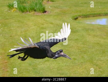 Becco di terra abissino in volo Foto Stock