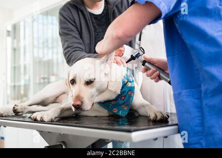 Veterinario femmina esaminando orecchio di labrador a clinica veterinaria Foto Stock
