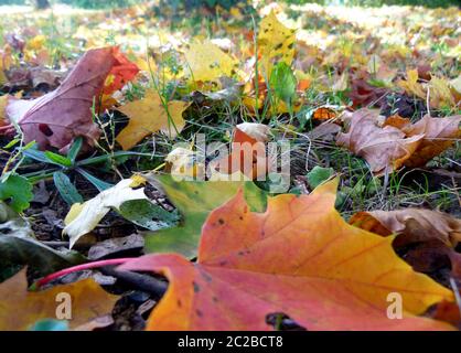 Foglie d'acero appassite nell'erba in coloratissimi colori autunnali Foto Stock