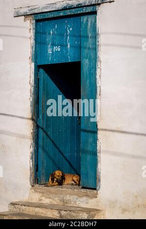 Cane che dorme alla soglia di una casa, Trinidad, Cuba Foto Stock