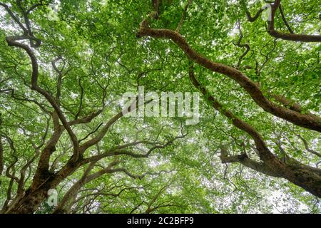La Valle dei Laghi (vale dos Lagos) in una giornata di nebbiosa, nella foresta di pena sopra Sintra. Un sito patrimonio dell'umanità dell'UNESCO. Sintra, Portogallo Foto Stock