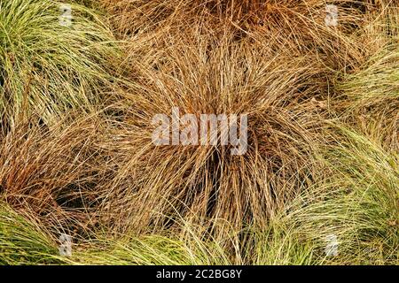 New Zealand Hair Sedge Carex Comans Foto Stock