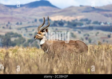 Maestoso maschio della endemica molto rara montagna Nyala, Tragelaphus buxtoni, grande antilope nella balla Mountain National Park, Etiopia, Africa wildlife Foto Stock