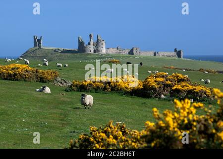 Vista delle rovine del castello medievale di Dunstanburgh con pecore e gola gialla in prato, Alnwick, Northumberland, Inghilterra, Regno Unito, Europa Foto Stock