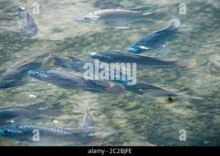 Scialà di tilapia blu (Oreocromis aureus). La tilapia blu è una specie di tilapia, un pesce della famiglia delle Cichlidae, originario del nord e dell'ovest A. Foto Stock