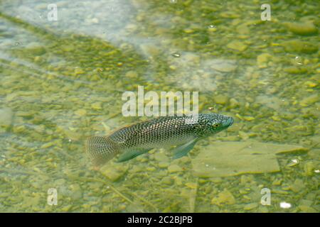 Scialà di tilapia blu (Oreocromis aureus). La tilapia blu è una specie di tilapia, un pesce della famiglia delle Cichlidae, originario del nord e dell'ovest A. Foto Stock