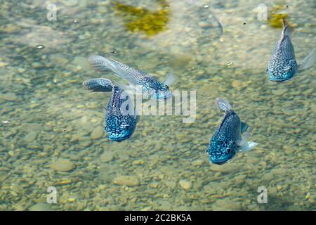 Scialà di tilapia blu (Oreocromis aureus). La tilapia blu è una specie di tilapia, un pesce della famiglia delle Cichlidae, originario del nord e dell'ovest A. Foto Stock