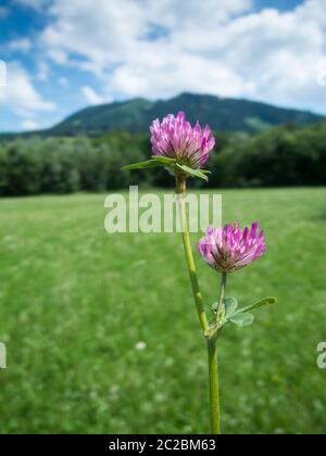 Rainer Blattläusen (in: Trifolium pratense) mit einzelnen im Bereiner im Berg. Foto Stock