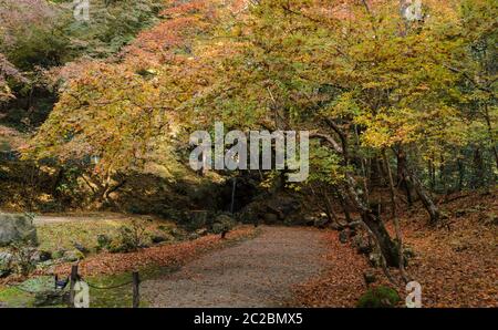 Giardino di foglie autunnali con piccola cascata al tempio Daigo-ji a Kyoto, Giappone Foto Stock