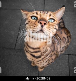 carino e divertente ritratto di gatto bengala Foto Stock