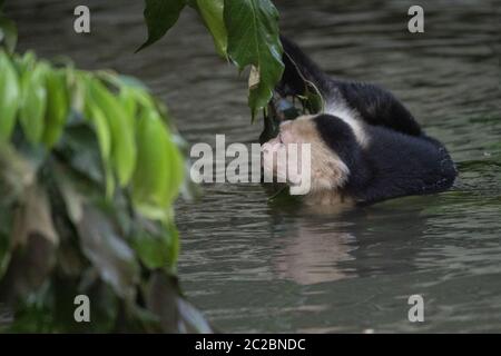 Scimmia cappuccina dalla gola bianca, Cebus cappucino, Cebidae, Sierpe River, Sierpe, Costa Rica, Centroamerica Foto Stock