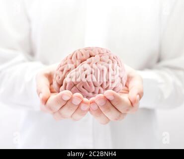 Cervello umano in mani Foto Stock