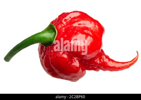 Carolina Reaper, il più caldo il Cile Peperoncino (Capsicum chinense x C. frutescens), intero pod mature, isolato Foto Stock