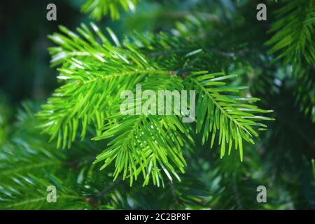 Primo piano di rami giovani di abete verde brillante, focuse selettive. Splendidi rami lussureggianti di abete rosso con aghi. Foto Stock