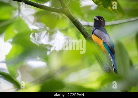 Garrered Trogon (Trogon caligatus) maschio arroccato sul ramo. Fiume Puerto Viejo. Provincia di Heredia. Costa Rica. Foto Stock