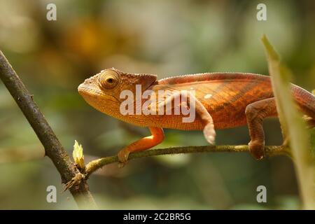 Parsons camaleonte, Calumma parsonii, grandi specie di chameleon sulla piccola filiale in attesa di insetto. Montagna di ambra. Andasibe - Analamazaotra National Foto Stock