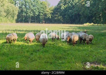 un gregge di pecore di coburg volpe su un prato Foto Stock